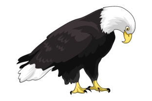Eagle Illustrations: Capturing Strength in Your Designs